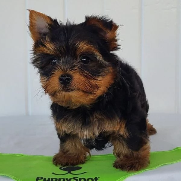 Yorkshire Terrier cuccioli maschio e femmina