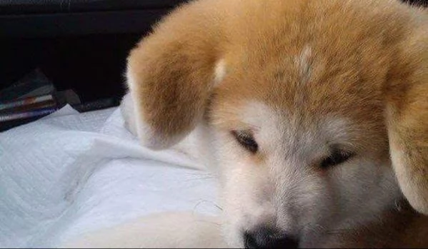 Akita inu cuccioli maschio e femmina | Foto 0