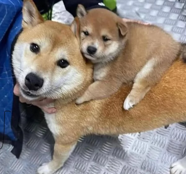 Akita inu cuccioli maschio e femmina