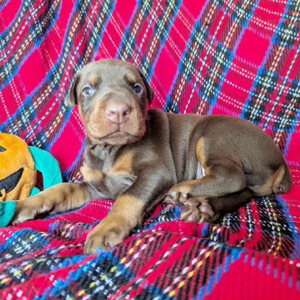 Dobermann cuccioli maschio e femmina | Foto 0