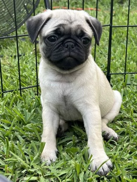 Carlino Pug cuccioli maschio e femmina | Foto 0