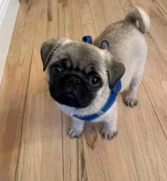 Carlino Pug cuccioli maschio e femmina