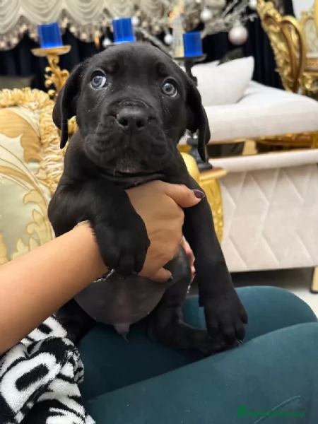 Cane Corso cuccioli maschio e femmina | Foto 2