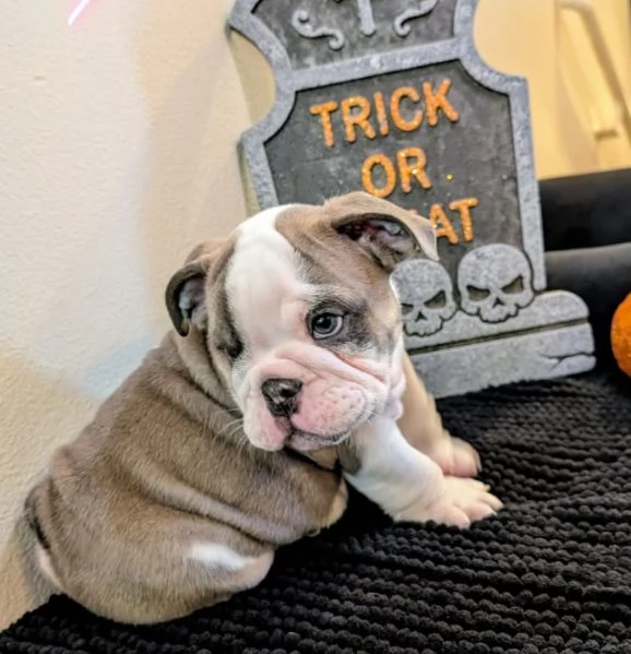 Bulldog inglese  cuccioli maschio e femmina