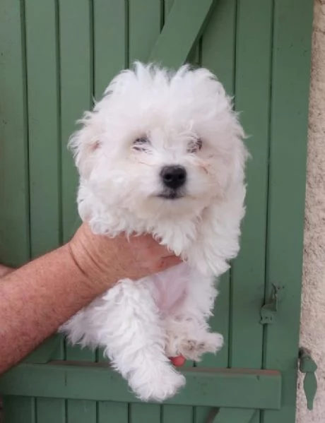 Bolognese cuccioli maschio e femmina