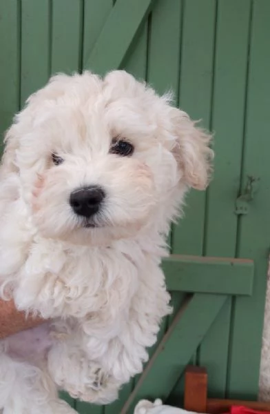 Bolognese cuccioli maschio e femmina | Foto 1