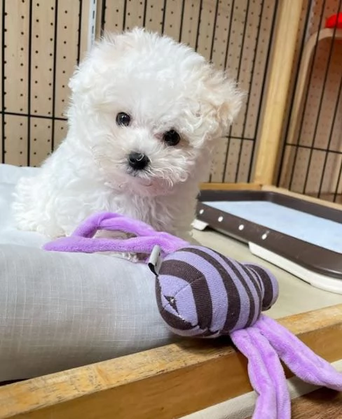 Bolognese cuccioli maschio e femmina | Foto 0