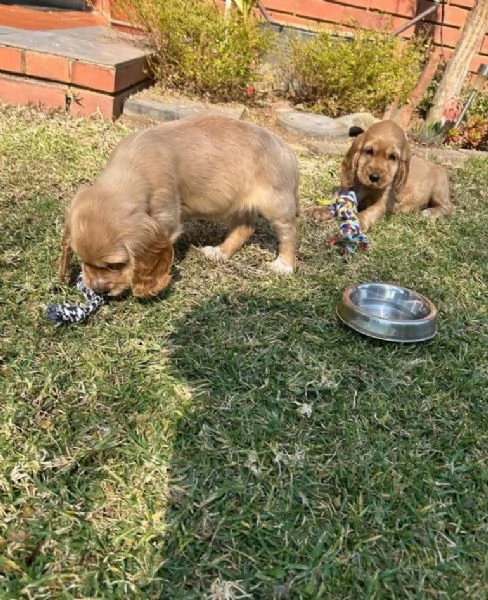 Cocker spaniel cuccioli maschio e femmina