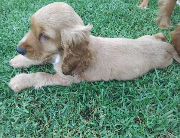 Cocker spaniel cuccioli maschio e femmina | Foto 0