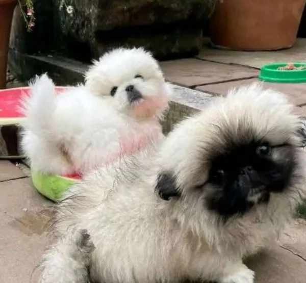 Pechinese cuccioli maschio e femmina | Foto 0
