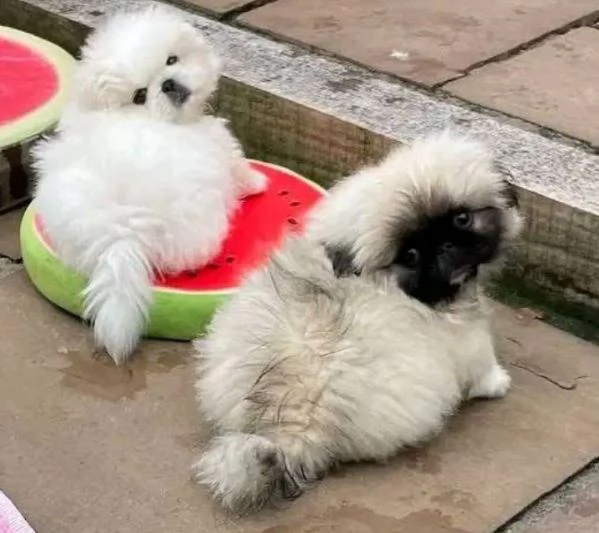 Pechinese cuccioli maschio e femmina