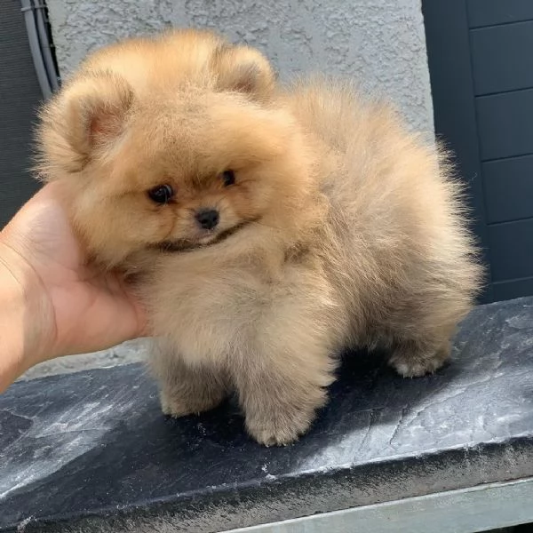 Volpino Pomeranian cuccioli maschio e femmina