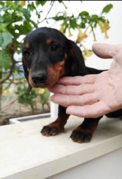 Bassotto cuccioli maschio e femmina | Foto 0
