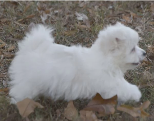 Maltese cuccioli maschio e femmina | Foto 1