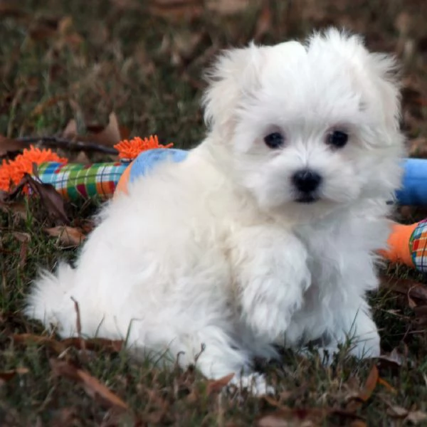 Maltese cuccioli maschio e femmina | Foto 0
