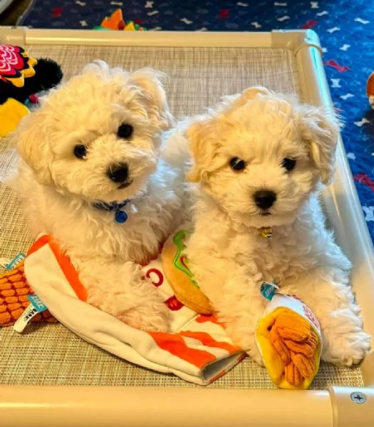 Bichon fries cuccioli maschio e femmina