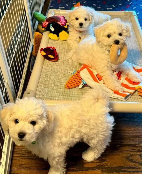 Bichon fries cuccioli maschio e femmina | Foto 1