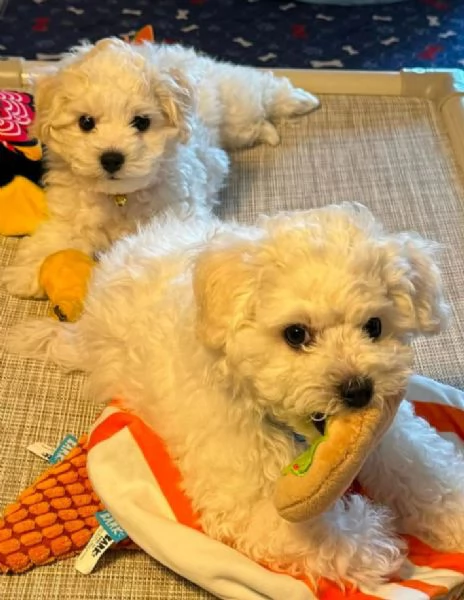 Bichon fries cuccioli maschio e femmina | Foto 0