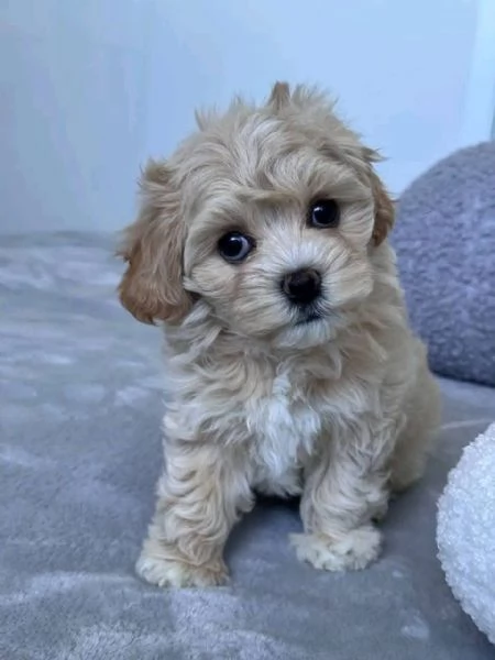 Maltipoo cuccioli maschio e femmina | Foto 1