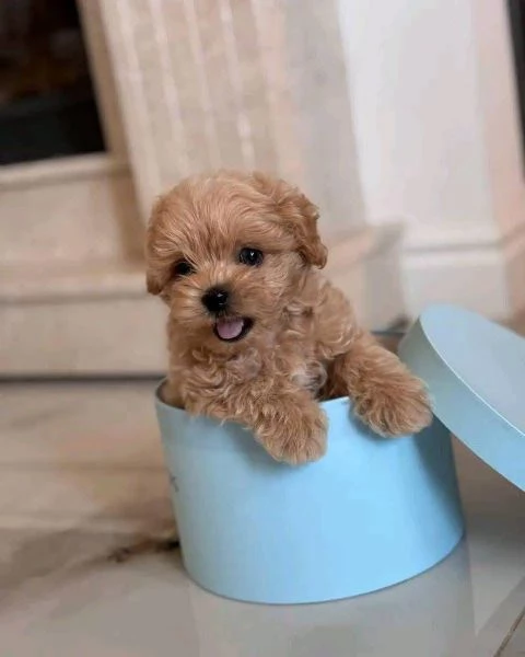 Maltipoo cuccioli maschio e femmina | Foto 0