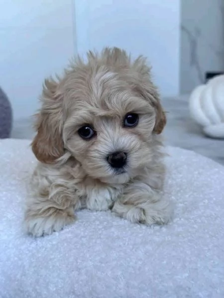 Maltipoo cuccioli maschio e femmina