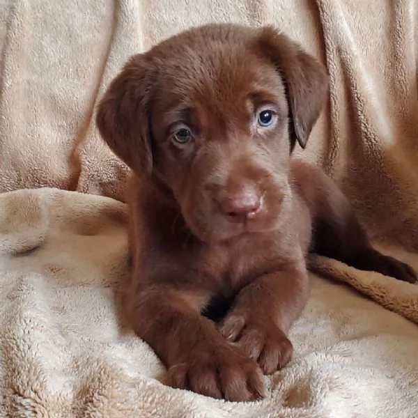 Labrador cuccioli maschio e femmina