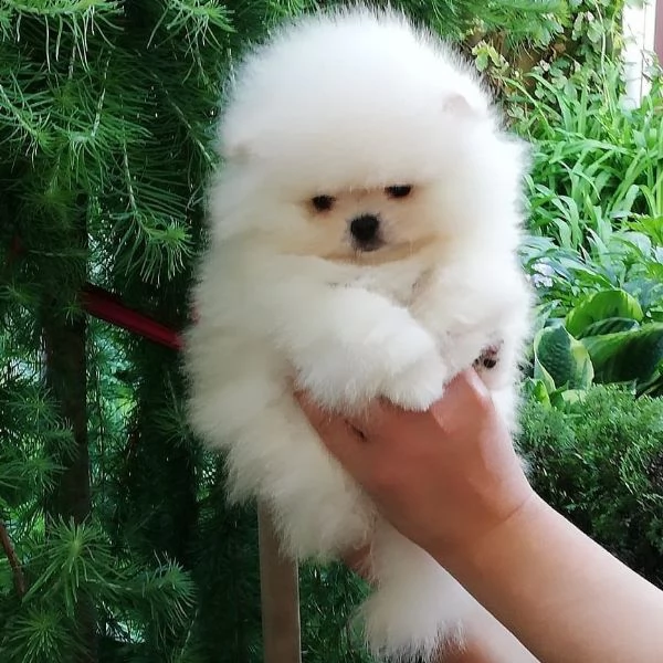 Volpino Pomeranian cuccioli maschio e femmina | Foto 2