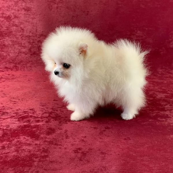 Volpino Pomeranian cuccioli maschio e femmina | Foto 1