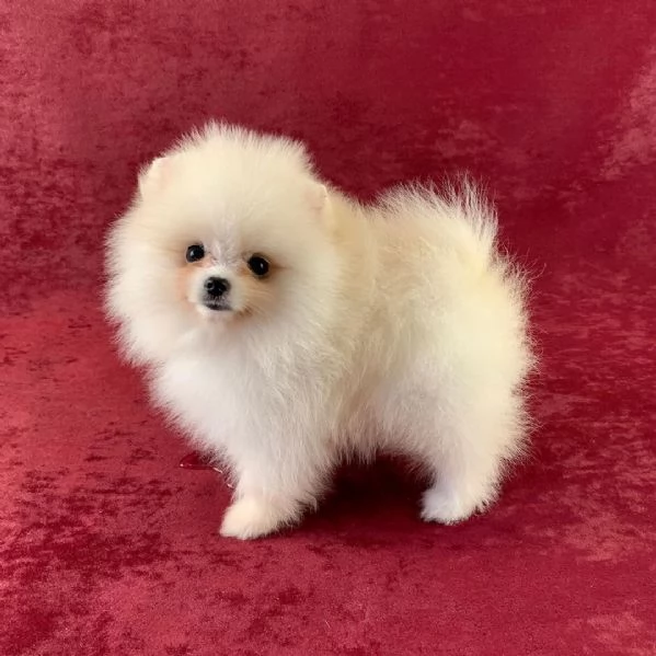 Volpino Pomeranian cuccioli maschio e femmina
