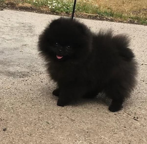  Volpino Pomeranian cuccioli maschio e femmina