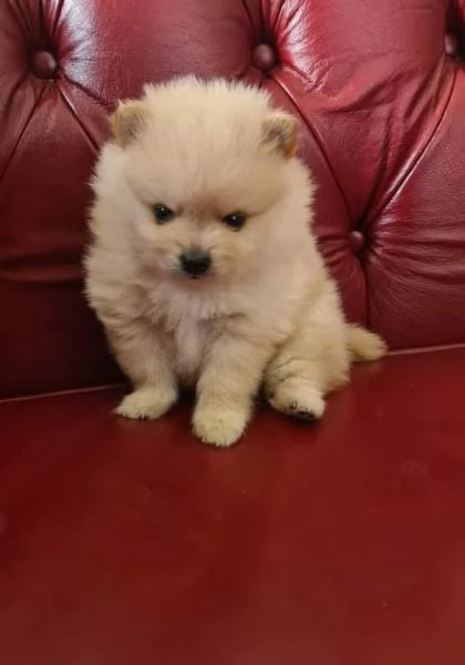 Volpino Pomeranian cuccioli maschio e femmina