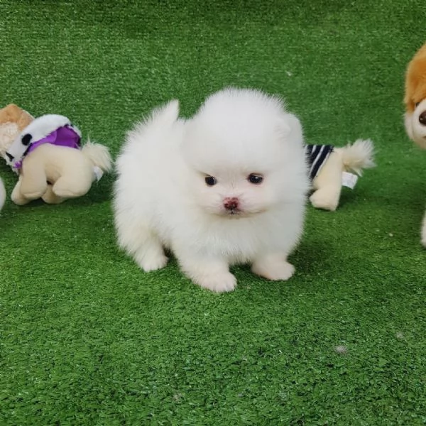 Volpino Pomeranian cuccioli maschio e femmina