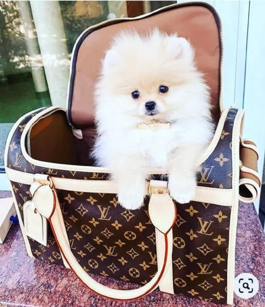 Volpino Pomeranian cuccioli maschio e femmina | Foto 1