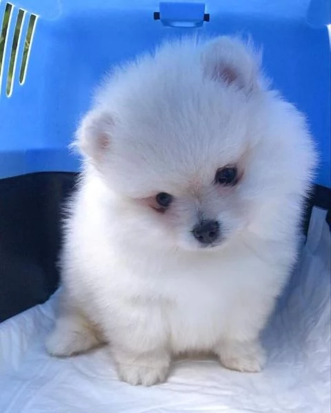 Volpino Pomeranian cuccioli maschio e femmina | Foto 0