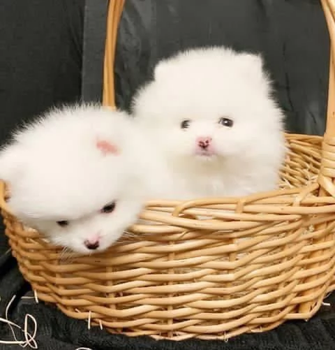 Volpino Pomeranian cuccioli maschio e femmina