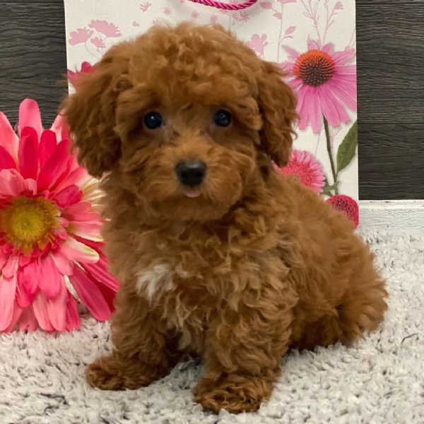 Barboncino cuccioli maschio e femmina