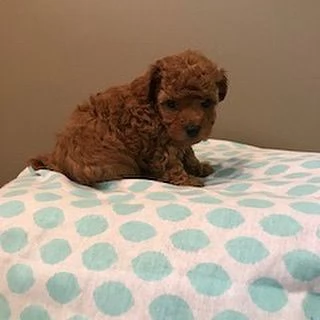 Barboncino cuccioli maschio e femmina | Foto 0