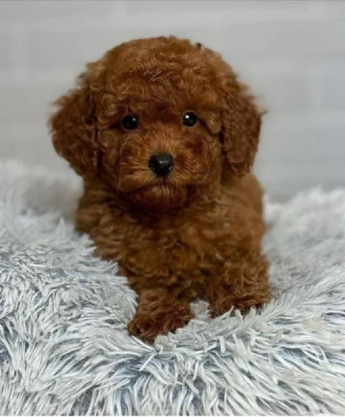 Barboncino cuccioli maschio e femmina