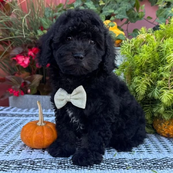 Barboncino cuccioli maschio e femmina