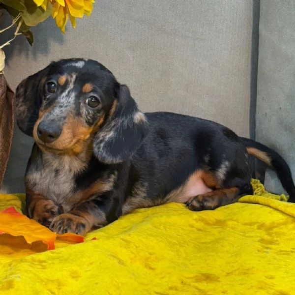 Bassotto nana cuccioli maschio e femmina | Foto 0
