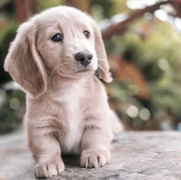 Bassotto nana cuccioli maschio e femmina