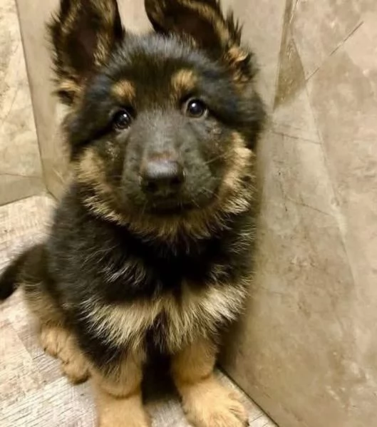 Pastor tedesco cuccioli maschio e femmina | Foto 1