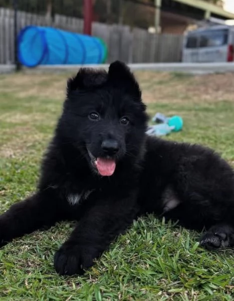 Pastor tedesco cuccioli maschio e femmina | Foto 0