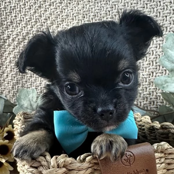 Chihuahua Toy cuccioli maschio e femmina | Foto 0