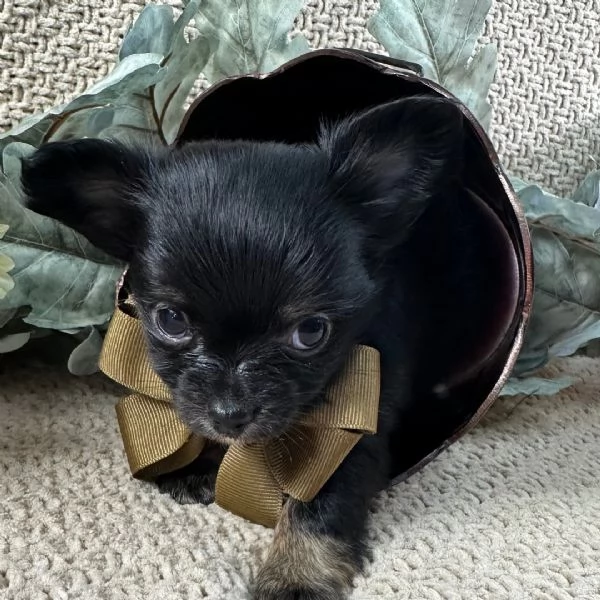 Chihuahua Toy cuccioli maschio e femmina