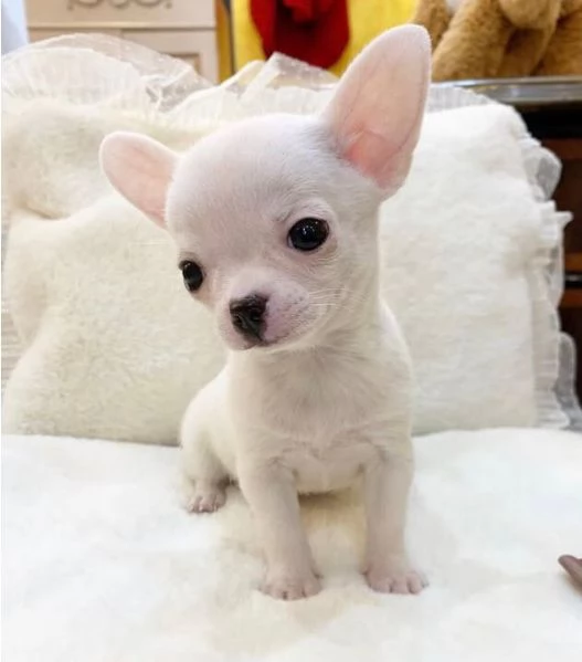 Chihuahua Toy cuccioli maschio e femmina