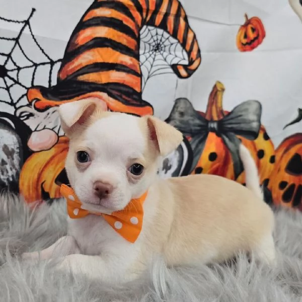 Chihuahua Toy cuccioli maschio e femmina | Foto 1