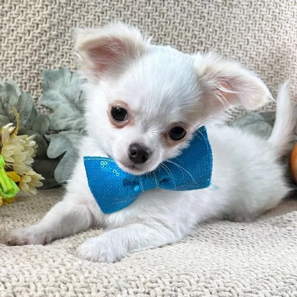 Chihuahua Toy cuccioli maschio e femmina