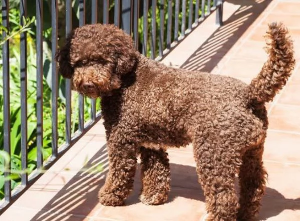 Lagotto cuccioli maschio e femmina | Foto 1