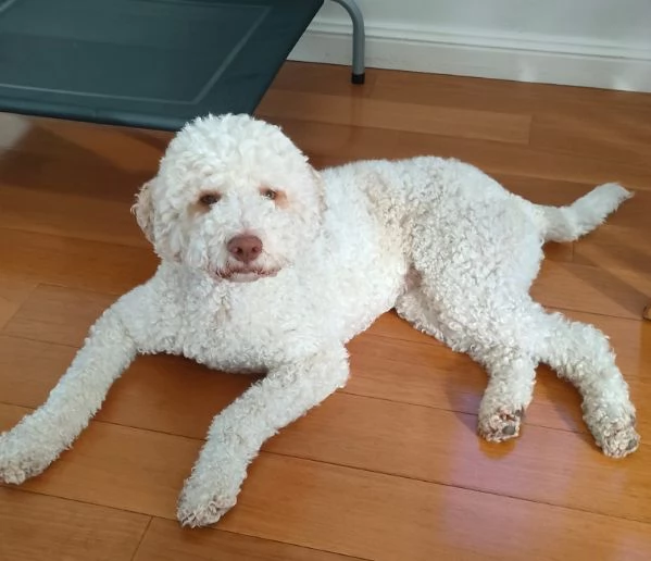 Lagotto cuccioli maschio e femmina | Foto 0